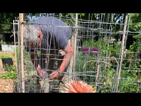 Planting Out and Staking Dahlias