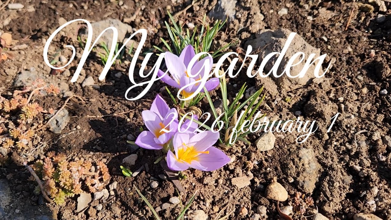 ♧제주귀촌 라이프 #제주도 #정원 ☆마지막 설경 ☆새싹들이 나타났다 ☆화단정리 ☆유박과 토양살충제 뿌리기 ☆드디어 크로커스가 폈어요