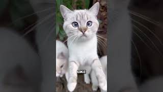 Surga Pecinta Kucing di Jepang