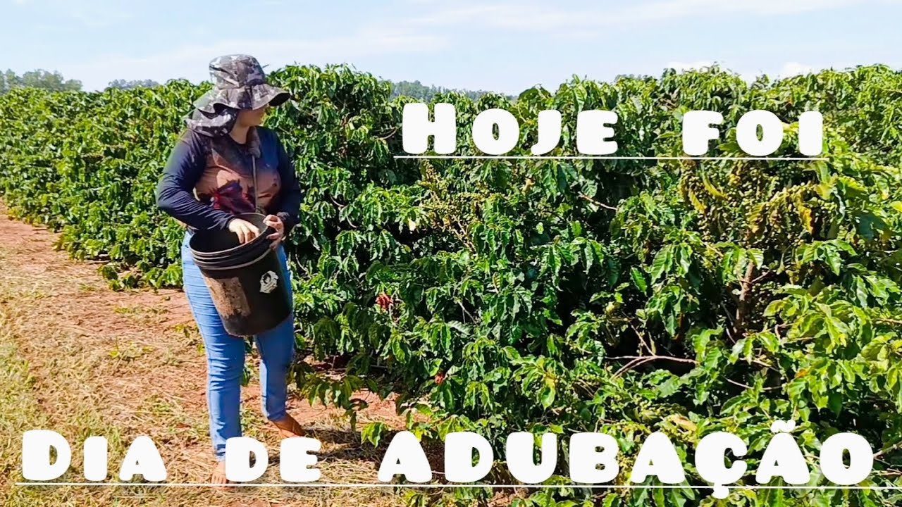 Terceira adubação do café! 