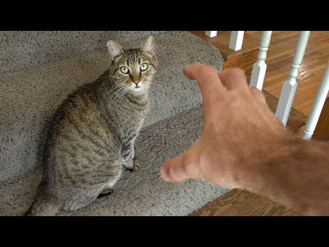 how-to-get-a-kitty-belly