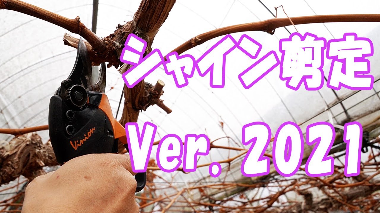 シャインマスカット剪定 Ver.2021 Shinemuscat pruning 2021-02-01
