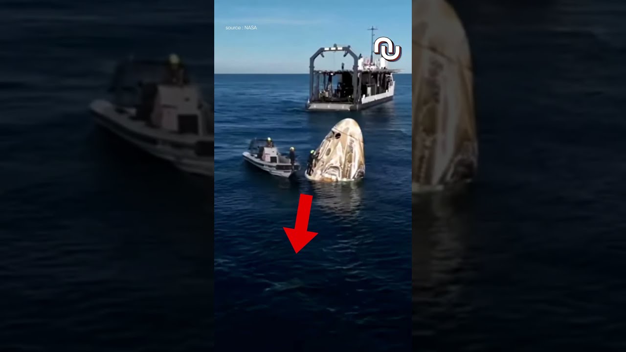  Ce GROUPE DE DAUPHINS Vient Saluer Les Astronautes Leur Retour Shorts