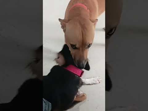 Everyone Dogowner Doglife Shortvideo My Lablab Browny Together