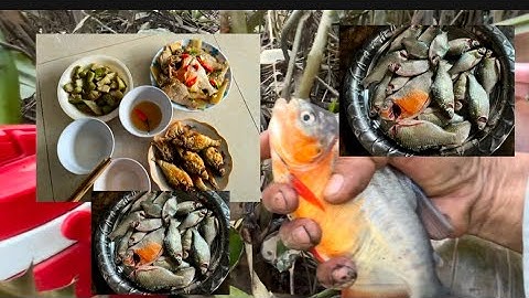 Bảo cá tại con đập trường tiền cho bữa cơm gia đình cá kho mía cá chiên giòn 