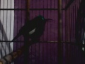 Kolibri merak gerol