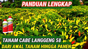 CARA LENGKAP ‼️ MENANAM CABE DARI AWAL TANAM SAMPAI PANEN ,FULL DURASI