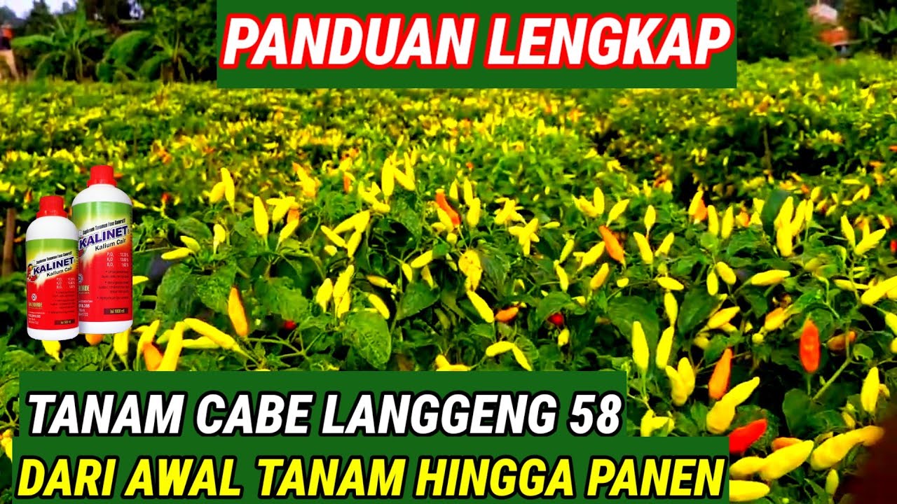 CARA LENGKAP ‼️ MENANAM CABE DARI AWAL TANAM SAMPAI PANEN ,FULL DURASI