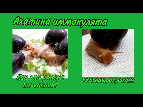 Ахатина иммакулята | Содержание улиток | Как у меня появились иммакуляты?