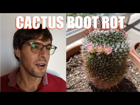 Video: Kaktus Af Slægten Mammillaria, Nogle Arter, Tilbageholdelsesbetingelser - 1