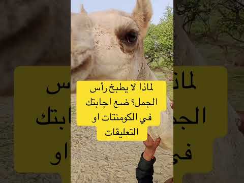 لماذا لايطبخ رأس الجمل اكتب سبحان الله في التعليقات واعمل اشتراك اعجاب لاتنسوا الصلاة على سيدنا محمد