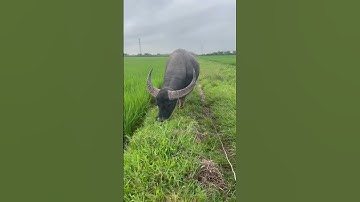 chăn trâu cà #trâu cà cổ cong cặp sừng dài