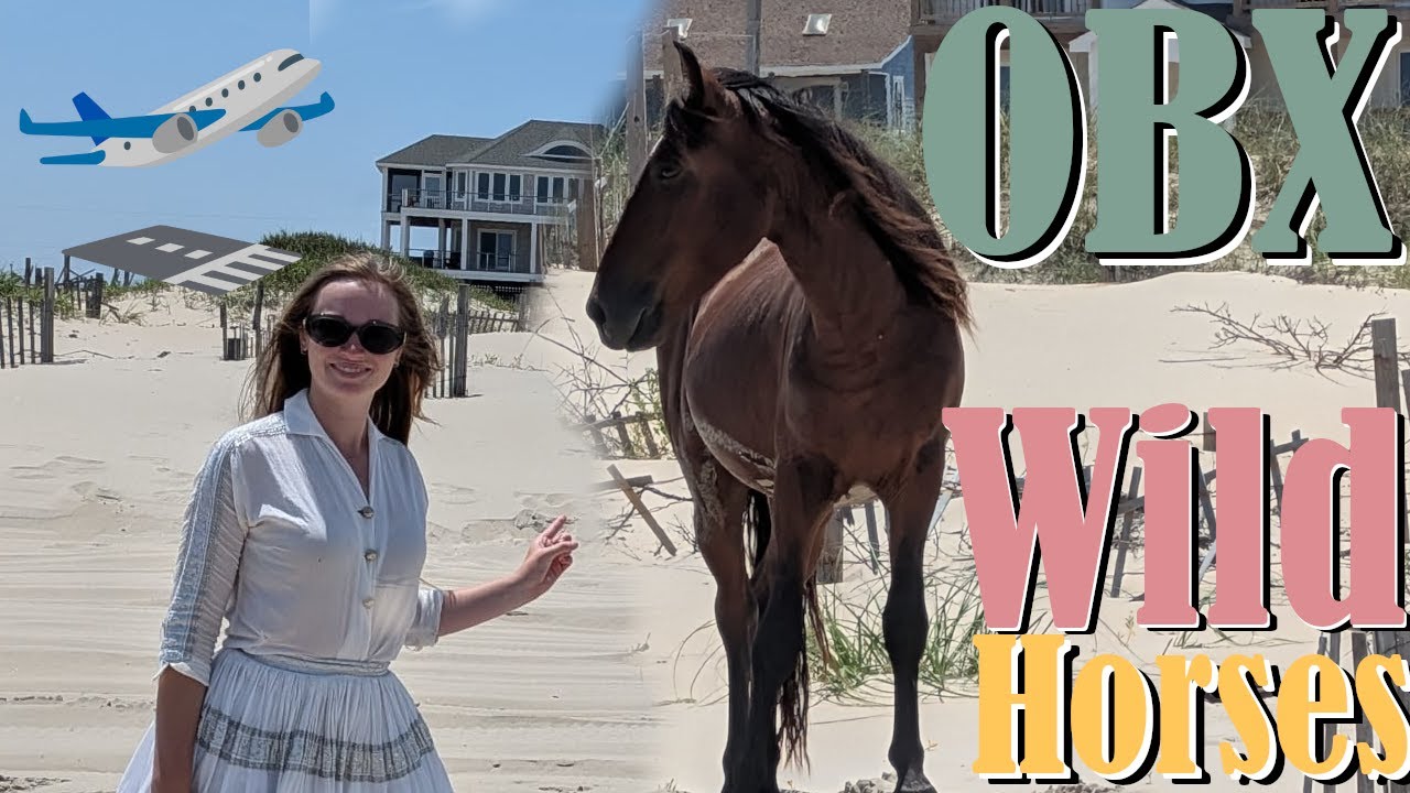 Equestrian Goes to See OBX Wild Horses! ║ Wild Horse Encounter ║ OBX Horse Tour ║