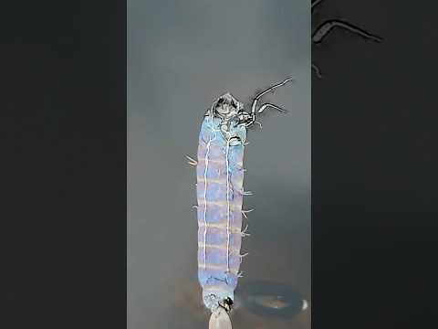 Water wildlife ways #waterlandscape  #wildlife #nature #frogs #crabs #timelapse