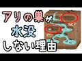 アリの巣が大雨でも水没しない理由【ざっくり解説】