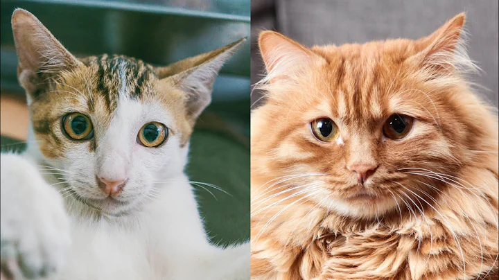 Watch the video about Meowing Compilation ! Pets animals ! adorable animals !@OnlyFunniestAnimals