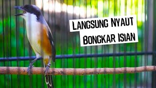 Pancing Cendet Gacor Full Isian Satu Ini Efektif Untuk Menaikan Emosi Cendet Lain Agar Mau Bunyi