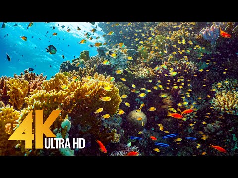 Video: Röda havets marina liv