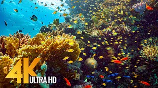 9 Hours of Red Sea Inhabitants - 4K Coral Reef World with Colorful Fish + Underwater Wonders - #2 screenshot 4