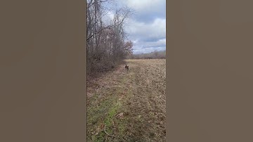 pudelpointer trying to keep up with some field trial GSPs