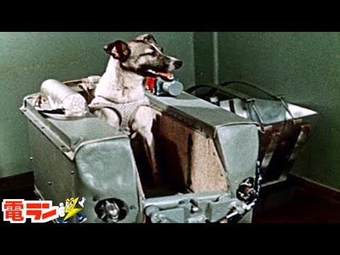 【衝撃】宇宙犬ライカの悲しい事実８選