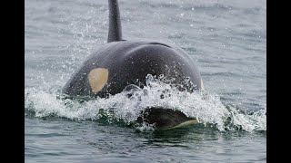 San Juan Islands Kayaking - Powerful Porpoising Orca!