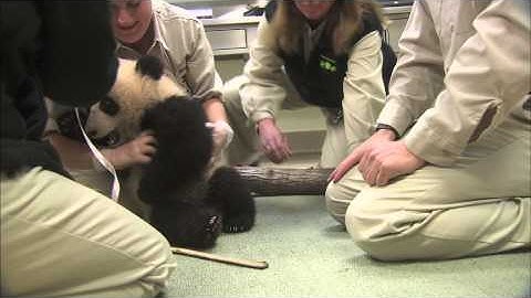 Baby Panda Diagnosed With Acute Cuteness