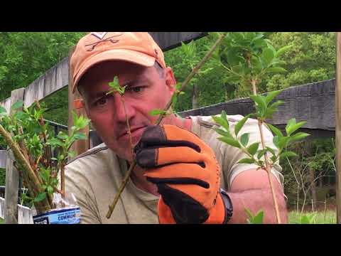 Video: Bilakah anda perlu menanam forsythia?