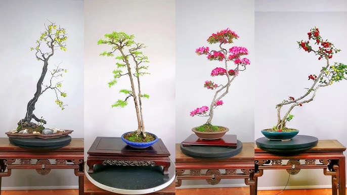 17 Mẫu Bonsai Dáng Văn Nhân Tham Khảo - Youtube