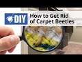 How to Get Rid of Carpet Beetles | DoMyOwn.com