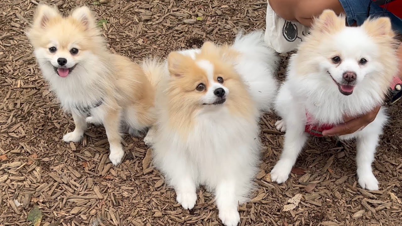 【元保護犬の今】保護団体オフ会に参加｜幸せそうなセカンドライフと出会いの記録