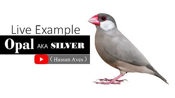 Java Opal Also Known As Silver @HASSANAVES Java Sparrow