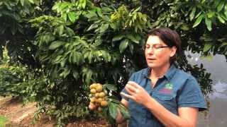 Longan Kohala Grafted Fruit Tree - Shows Fruit and Tree with Plant Growing Guide