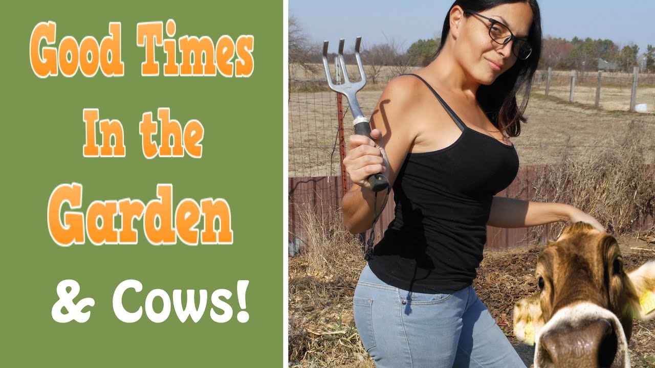 Asparagus pruning, fertilizing, & mulching w/chickens & cows! YouTube
