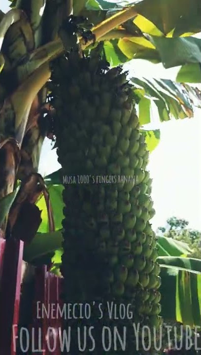 Musa 1000's fingers banana tree