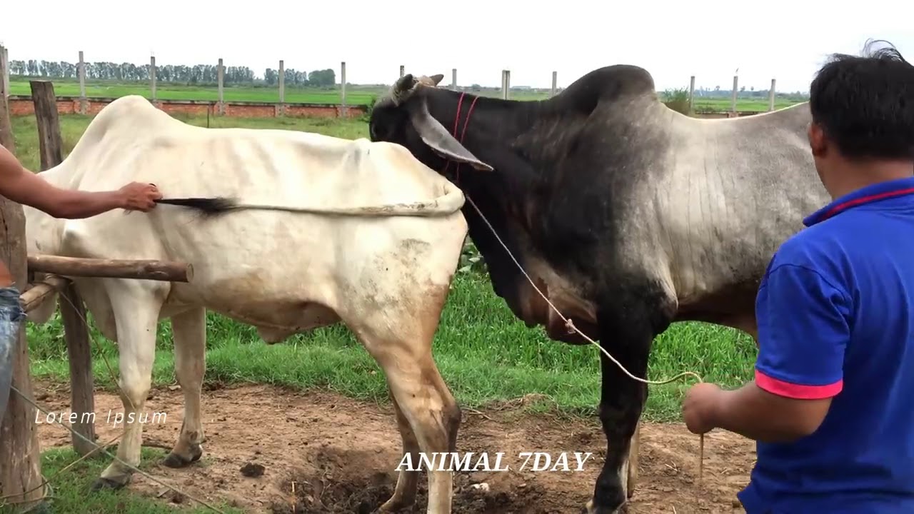 Amazing Technique How To Produce Baby Cow Traditional Baby Cow