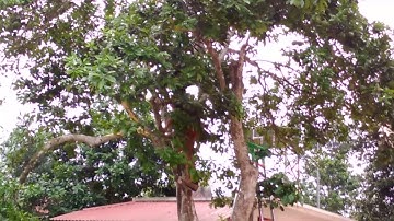 Cắt cây bưởi cổ thụ để ghép giống mới | Cắt ghép giống bưởi ngon lên cây bưởi khổng lồ nhất