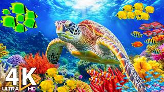 Podwodny świat 4K ULTRA HD – Życie morskie, zwierzęta morskie – Relaksująca muzyka do snu nr 12 screenshot 5