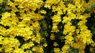 Cat's claw plants -Uncaria tomentosa