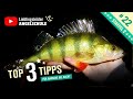 Top 3 Tipps zum BARSCHANGELN bei Nacht 💡🎣🔥👍🏼