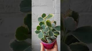 Kalanchoe