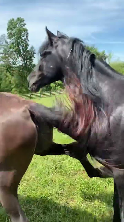 Stallion With Mares | Gets a Little Kick | Tennessee Walking Horses | #stallions #horsefarms