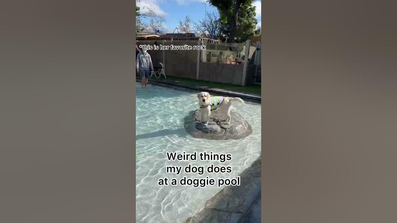 Weird Things My Dog Does At A Doggie Pool YouTube