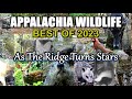 BEST of 2023 Appalachia Wildlife of As The Ridge Turns STARS in the Foothills of The Smokies