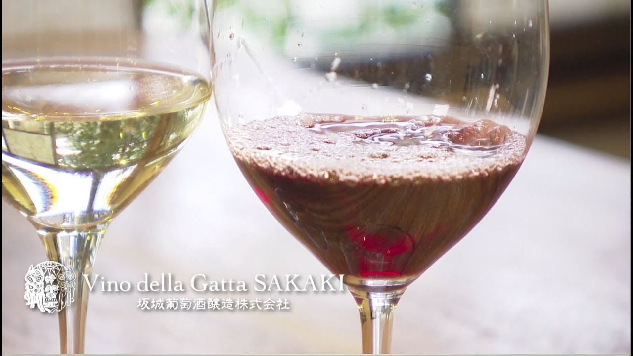 坂城葡萄酒醸造 Vino della Gatta SAKAKI　長野県坂城町の飲食店PR映像