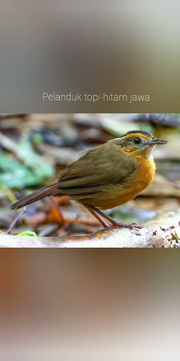 Suara pelanduk topi-hitam jawa | Javan black-capped babbler