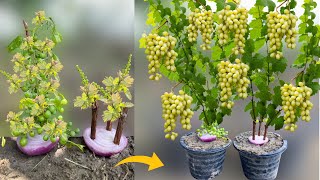 New Technique Of Growing Grape Plant From Grape Branch and Grape Bunch in Onions
