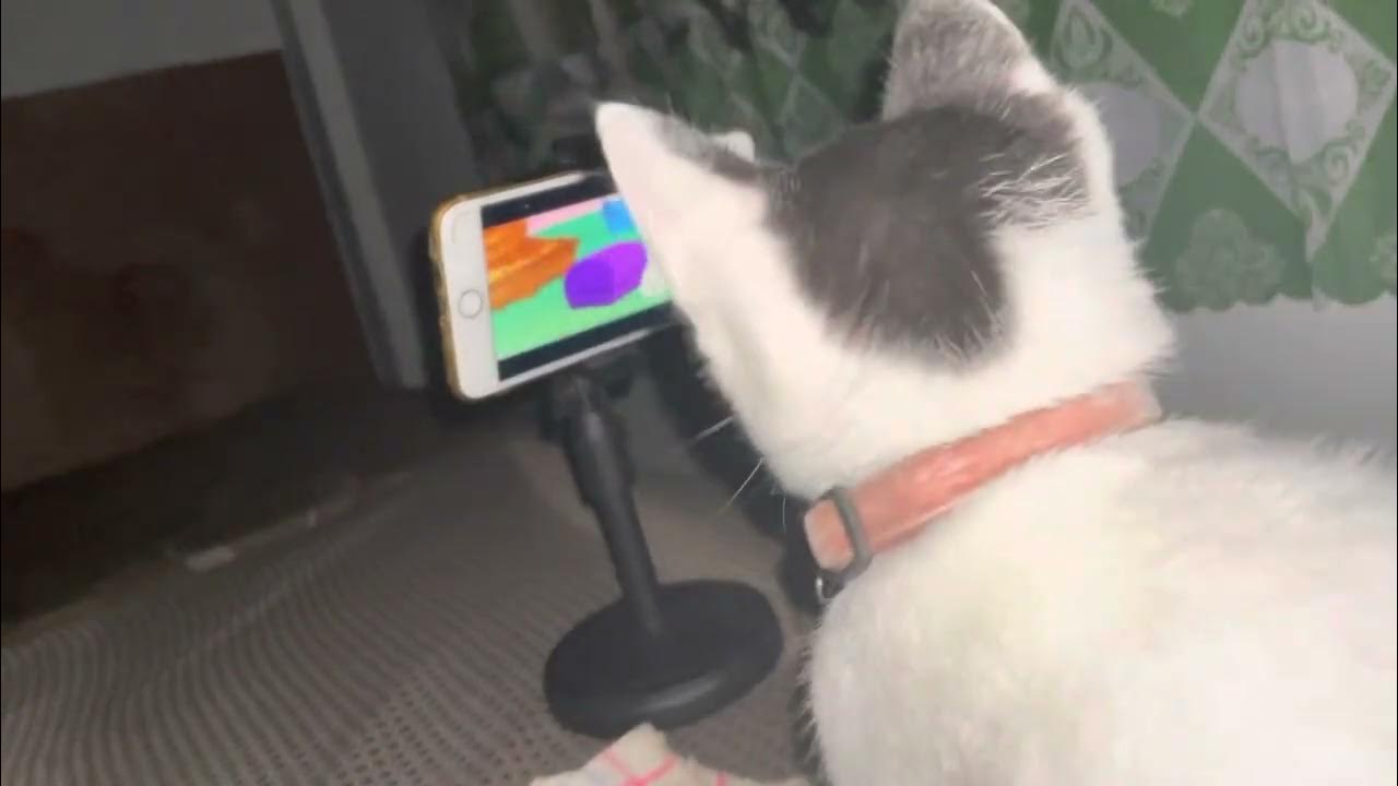 Oreo the cat! YouTube