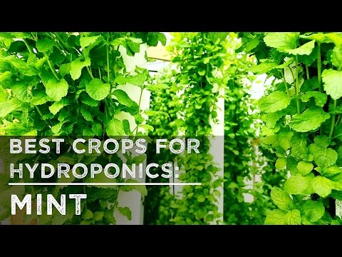 Best Crops for Hydroponics: Mint