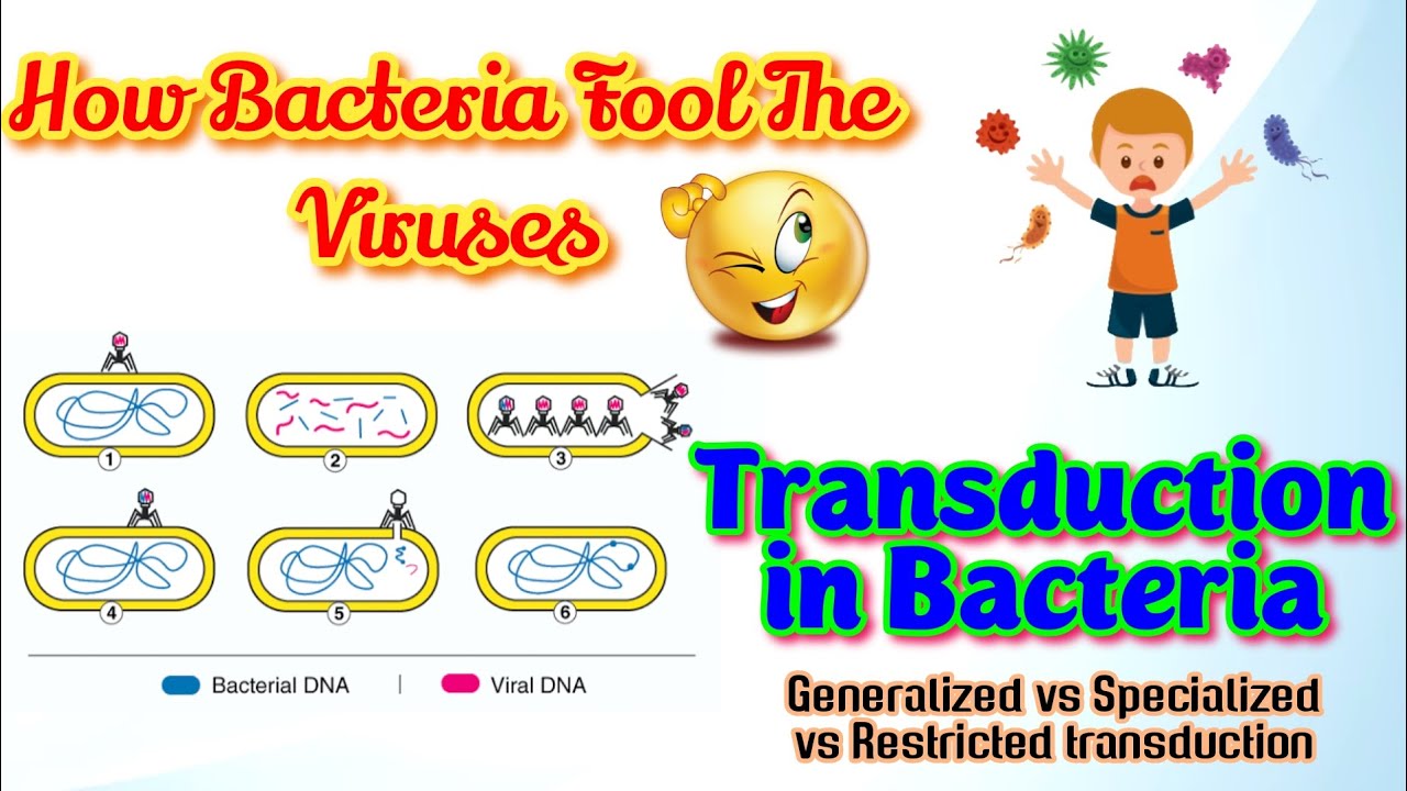 Transduction in Bacteria, generalized vs Specialized vs Restricted ...